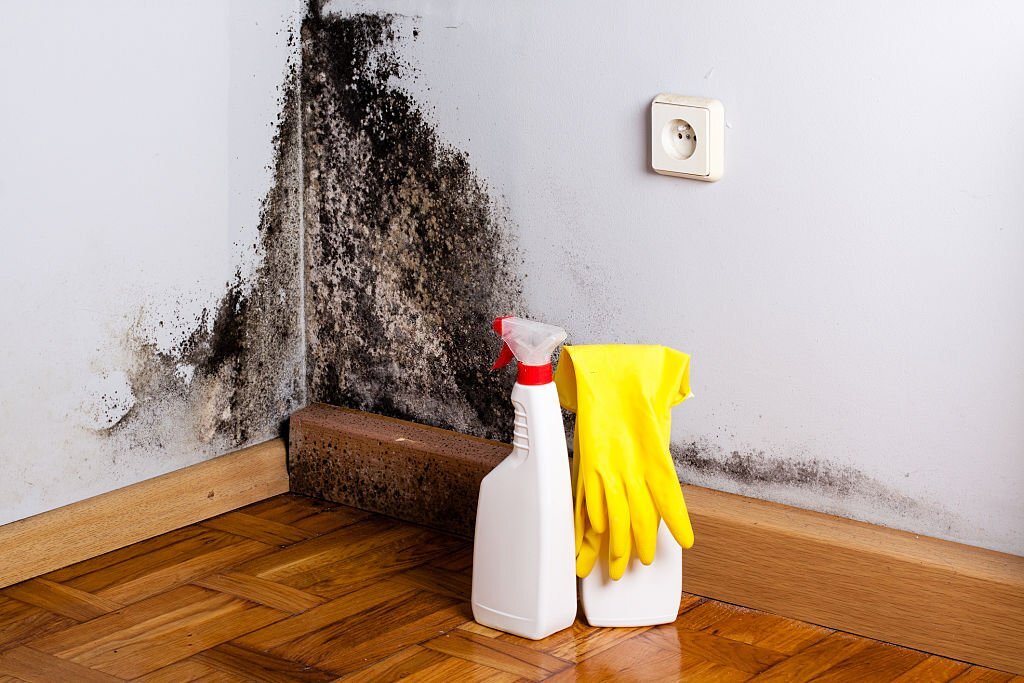 Mold Removal - homnepage 1