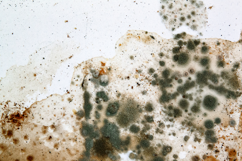 5 signs you need a mold cleaning company right away
