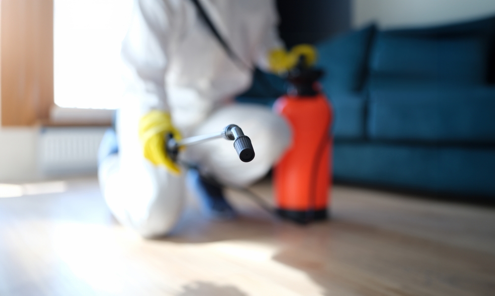 mold remediation vs. mold removal